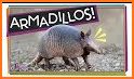 Armadillo related image