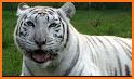 White Tiger related image