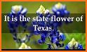 Bluebonnet related image