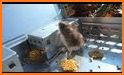 Mouse Traps Cat related image