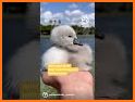 Newborn Baby Duck - Family Rescue story related image