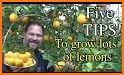 Lemon Harvest related image