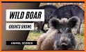 WildBoar Sounds - Wild Boar Calls for Hunting related image