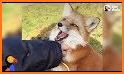 My Cute Baby Fox Playground related image