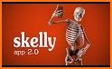 Skelly: Poseable Anatomy Model related image