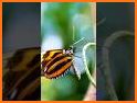 Aesthetic Wallpaper - Monarch Butterfly 3D related image