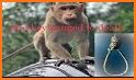 Hanging Monkey Tree Launcher Theme related image