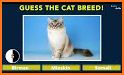 Cats Quiz - Guess Photos of All Popular Cat Breeds related image