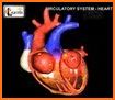 Circulatory System in 3D (Anatomy) related image