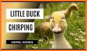 Duck Sound and other Animal Sounds related image