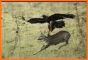 Wild Deer Hunt: Animal Hunting related image