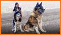 Dog breeds - ultimate guide related image