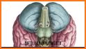 Calcverto:Smart-Unit-Brain related image