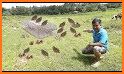 Duck Farm Breeding Game related image