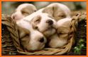 Cute Puppy Wallpaper related image