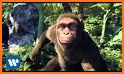 Jungle Adventure of Monkey related image