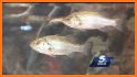 DEQ Fish Advisories related image