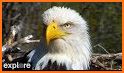 Eagle Live related image