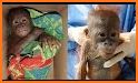 Orangutan Rescue Free related image