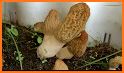 Morels related image