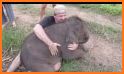 Baby Elephant Pet Care related image