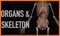 Human Anatomy and Physiology: Bones and Organs related image