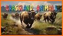 Grassland Animals for Kids related image