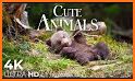 Cutest Animals Wallpapers related image