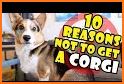 Corgi World Tour related image