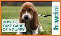 How to Take Care of a Puppy related image