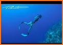 Apnea Free Diving & Snorkeling related image