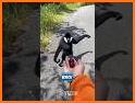 Funny Talking Monkey related image
