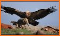 Eagle Hunting Journey related image