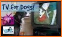 DOGTV related image