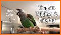 Parrot talkvpn related image