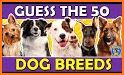 Dog Breeds: Quiz related image