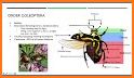 Insect identification: Bug identifier - Bug finder related image