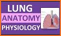 Respiratory System Anatomy related image