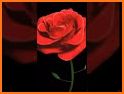 Red Rose Flowers Theme related image