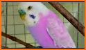 Parakeet Love Keyboard Background related image