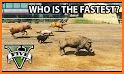 Animal Racing related image