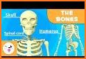 Our Skeletal System related image