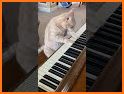 Cat Piano Sounds Music Premium related image