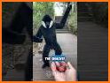 Funny Talking Monkey related image