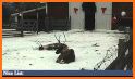 ReindeerCam 2018 related image