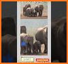 Graceful Elephant Escape - JRK Games related image