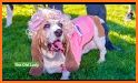 Dog Dress Up Photo Montage related image