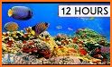 Peaceful Aquarium HD related image