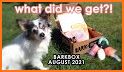 BarkBox - Dog Toy & Treat Box related image