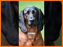 Bavarian Mountain Hound CD13 related image